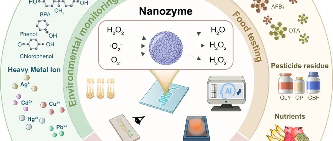 【Adv.Sci】纳米酶集成生物芯片用于智能检测系统-※纳米酶催化+生物芯片工程+人工智能+智能生物传感※-文献精读|上