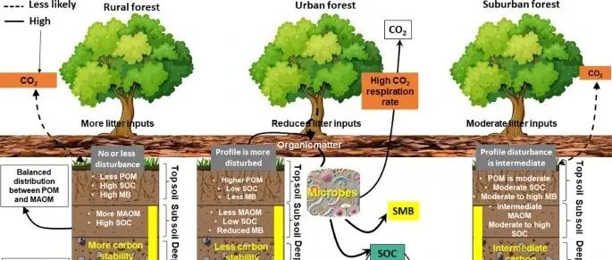 Carbon Research | 城市化如何重塑城市森林土壤有机碳稳定性：综述评论