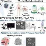 ACS Nano：利用功能性肿瘤浸润淋巴细胞递送硼化碳纳米颗粒以实现联合的过继细胞治疗和硼中子俘获治疗