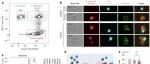 精准定位肿瘤“前线作战部队”！Nature揭示肿瘤反应性T细胞主力军团藏身地，传统方法恐遗漏90%精锐