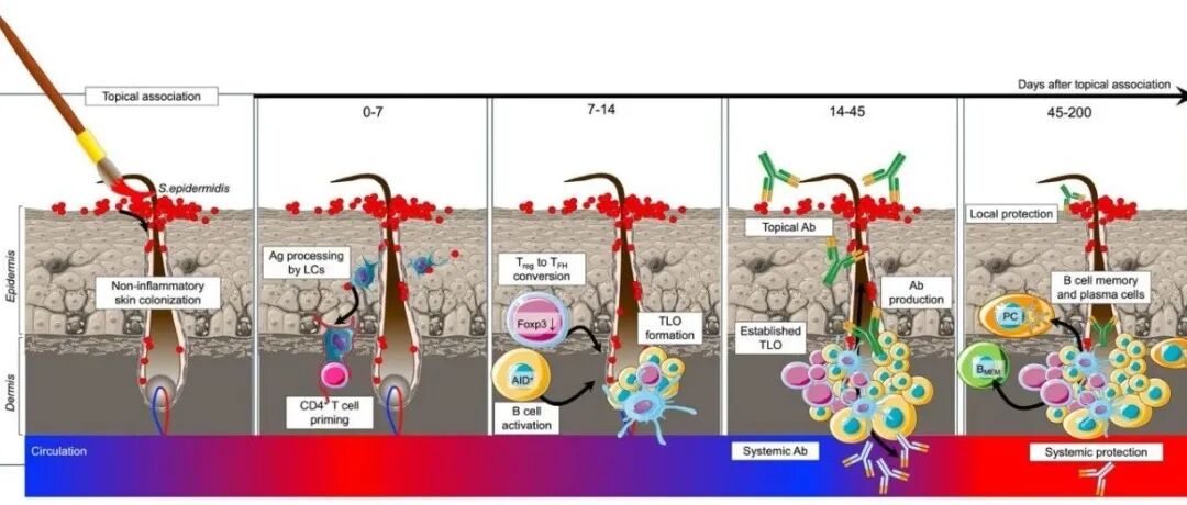 Immunol Rev | 皮肤三级淋巴器官在体液免疫中的核心作用