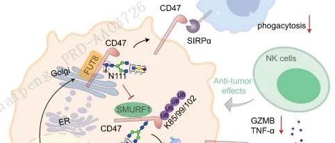 浙江大学发现CD47的核心岩藻糖基化介导免疫逃逸