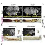 PNAS | 复旦大学王吉鹏团队合作揭示维生素C缺乏可保护机体免受寄生虫感染的病理损害