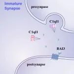 Nat Commun｜南方科技大学魏志毅团队与深圳湾实验室张勃合作揭示神经分泌因子介导的突触发育分子机制
