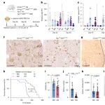 Nature | 肝细胞癌的“幕后推手”：β-连环蛋白的突变与肝脏区域化