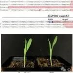 中国农业大学赖锦盛教授团队再发顶刊，开发出新型基因编辑剪刀——CRISPR-Casδ系统