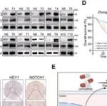 Adv Sci | 复旦大学史颖弘等团队合作发现仑伐替尼治疗肝细胞癌产生耐药性的新机理
