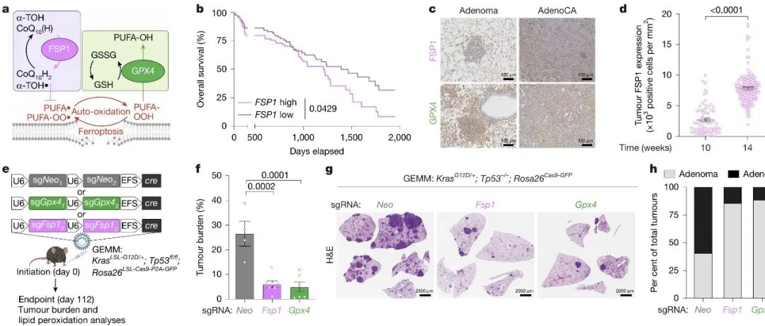 铁死亡抗癌新突破！背靠背两篇Nature：靶向FSP1，促进癌症铁死亡