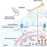 Adv  Sci | 重庆医科大学陈陶等团队发现高黏度糖尿病骨髓微环境抑制骨髓间充质干细胞成骨分化的潜在机理
