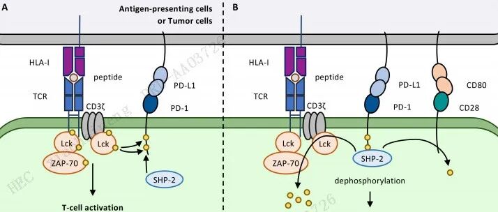 牛津大学系统阐述PD-1/PD-L1轴独立于“免疫检查点”的复杂生物学机制