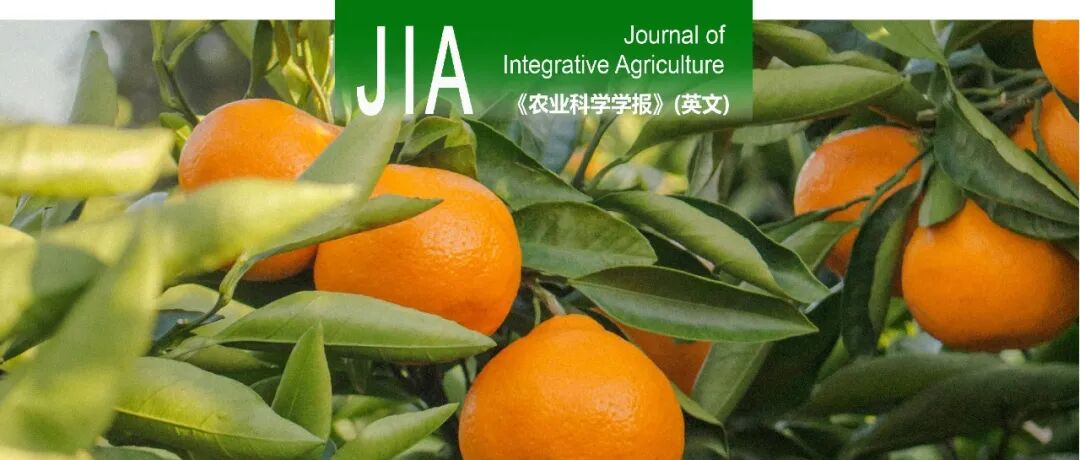 JIA | 湖南农业大学马先锋教授团队揭示柑橘PR4A参与柑橘对溃疡病的防御反应