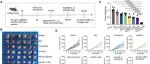 Adv Sci | 大连医科大学顾春东等团队合作发现促进肺腺癌进展的调控新机制