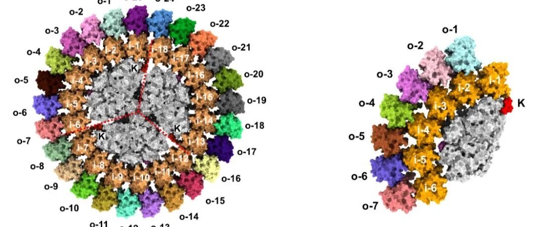 【科技前沿】李梅研究组与合作者揭示光合蓝细菌PSI-IsiA超分子复合体组装与能量传递的结构基础