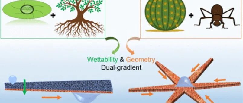 仿生，西安交通大学最新JACS！
