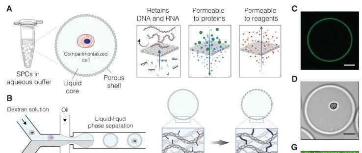 Science: 半透性胶囊（SPCs）- 维尔纽斯大学Linas Mazutis教授团队