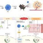 ACS Nano：金属-有机框架纳米平台可实现衰老诱导的铁死亡以增强癌症治疗