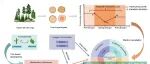 New Phytologist | 北京林业大学揭示干旱背景下群落功能性状对森林稳定性的驱动机制