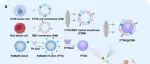 Adv Sci | 吉林大学李全顺等团队合作开发新的纳米颗粒，调控肿瘤代谢重编程以增强免疫治疗