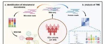 Cell Rep Med | 中南大学湘雅医院张伟等揭示肿瘤内微生物组如何助力免疫治疗