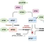 Autophagy | 中山大学李民团队揭示核心自噬E1酶ATG7的双重作用