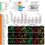 Autophagy | 广东药科大学王继刚等团队发现蛋白质毒性应激通过非经典mTORC1失活触发TFEB和TFE3介导的自噬和溶酶体生物发生
