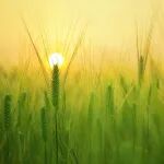 年终巨献！我国2025年在植物科学领域共24篇Cell、17篇Nature、14篇Science