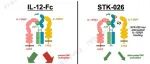 Synthekine开发高效低毒的IL-12偏向性激动剂STK-026