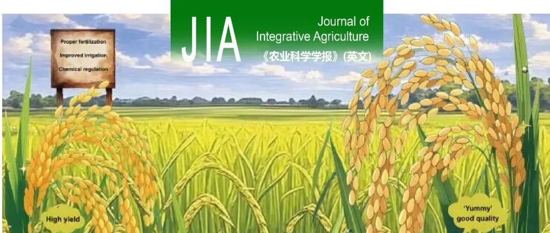 JIA封面文章 | 扬州大学水稻栽培与生理生态团队发现轻干湿交替灌溉可通过优化籽粒脂类合成改善稻米蒸煮食味品质