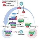 浙江大学胡伯里团队最新Autophagy