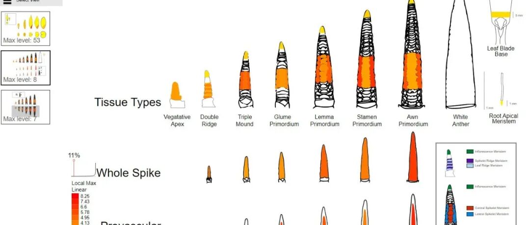 【公益教程】2026多物种基因家族分析之表达量（一）