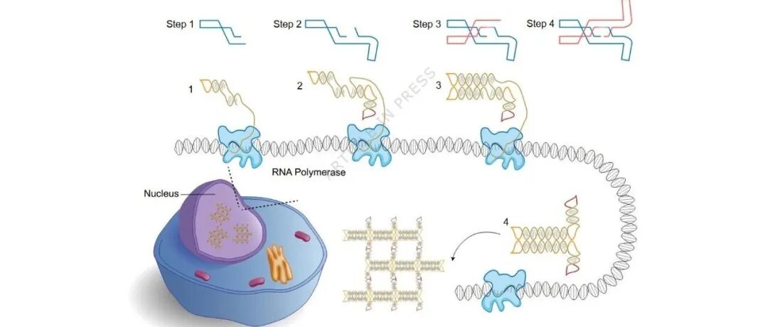 文献分享| Nature communications ：设计RNA纳米结构在人类细胞核内共转录并自组装