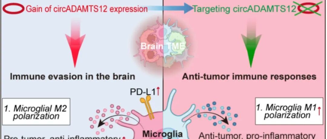 Cancer Res丨南京医科大学陈礼明团队发现乳腺肿瘤脑转移新机制和潜在新疗法