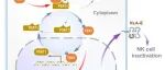 PNAS | 孙强/黄红艳团队合作揭示靶向PSAT1-YBX1增强NK细胞免疫杀伤新机制