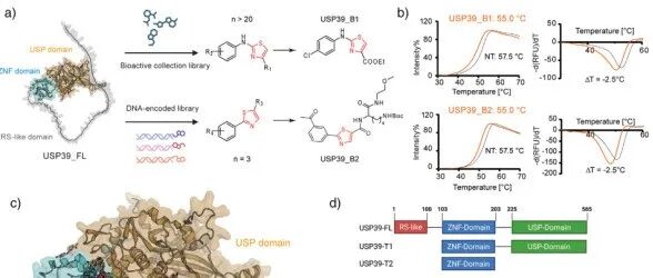 Angew. |通过变构配体和PROTAC诱导的降解靶向剪接体蛋白USP39