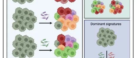 Cell Reports | 肠道共生微生物驱动巨噬细胞的定制化应答反应