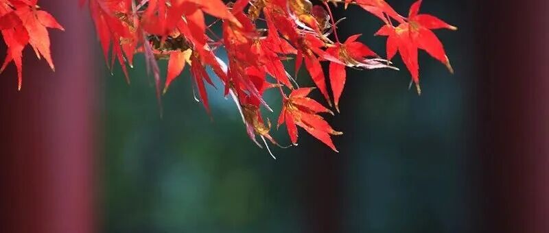 岁律更新，盘点收获！年度巨献之——遗传发育所2025年度在CNS共发正刊13篇