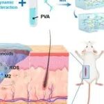 AHM | 葡萄糖敏感自适应性PBA水凝胶Gel‐Flavonoids促进糖尿病伤口愈合