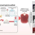 AFM | 用于骨骼肌再生的各向异性菌丝体衍生支架