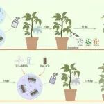 Advanced Science：西南大学柑桔研究所在新型RNA纳米生物农药取得突破，开发用于系统防控多种植物病毒的生物纳米农药