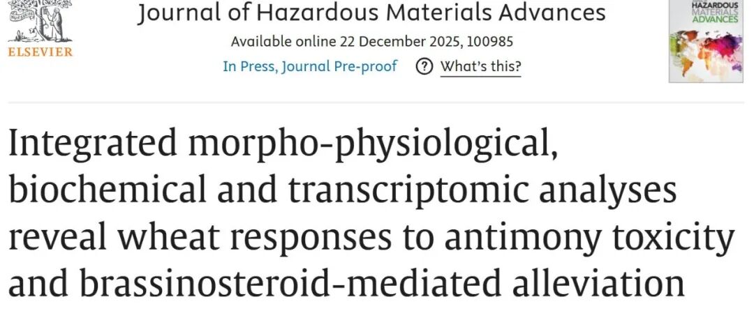 【JHMA】河南农业大学柳海涛副教授发表小麦响应锑胁迫的最新研究成果