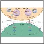 Cell Metab |  尿苷也能抗肿瘤，南方医科大学梁莉/王志章表明尿苷耗竭通过N-糖基化降低抗肿瘤活性