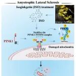 Autophagy | 澳门大学蘇煥興等团队通过药理学诱导线粒体自噬可拮抗肌萎缩侧索硬化症跨物种模型中的运动神经元退化