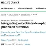 张福锁院士团队联合沈其荣院士团队等国内外顶尖科研团队在《Nature Plants》发文！提出微生物铁载体驱动植物铁营养新范式