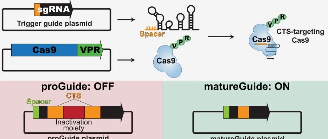 文献速递 | 通过控制 RNA 聚合酶 III 的终止，实现可编程的多步骤 CRISPR 基因激活