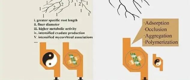 Geoderma | 功能分异视角：氮沉降下亚热带森林土壤有机碳积累——吸收根强于运输根的调控优势