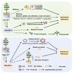 酸性土壤的破局者：桃金娘如何“化害为利”？​
