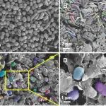 AEM | 矿物是塑造微生物进化及多样性的关键驱动力