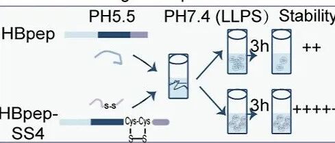 【ACS Nano】用于增强 mRNA 递送及细胞内释放的氧化还原响应型多肽凝聚层