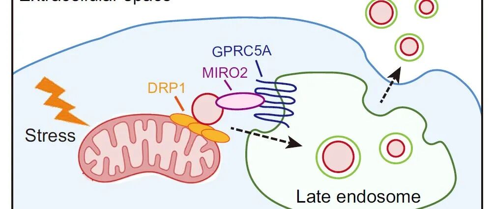 Nat Commun丨香港中文大学尹玉新团队揭示肺泡上皮细胞线粒体质量控制新机制