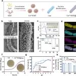 Adv Mater | 浙江工商大学顾青团队发现钙驱动益生菌通过生物膜转化重构肠道生态位